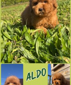 ALDO_ Barboncino nano piccolo fulvo