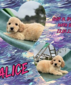 Cockapoo femmina _ ALICE