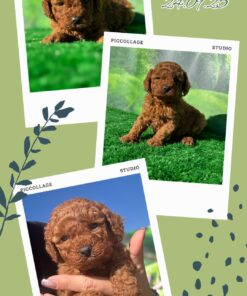 AMARETTO_ Barboncino nano piccolo fulvo