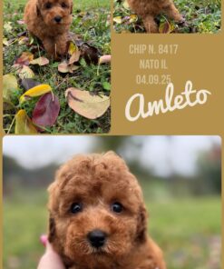 AMLETO_ Barboncino nano piccolo fulvo