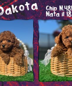 DAKOTA_  Barbone TOY con Pedigree Enci fulvo