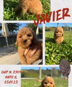 JAVIER_ Barboncino nano piccolo fulvo