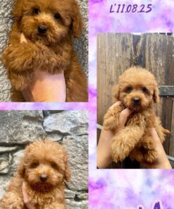 KARLA_  Barbone TOY con Pedigree Enci fulvo