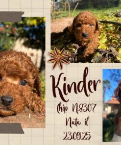 KINDER_ Barboncino nano piccolo con pedigree enci