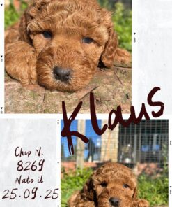 KLAUS_ Barboncino nano piccolo con pedigree enci