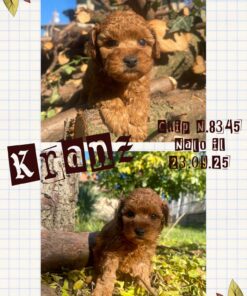 KRANZ_ Barboncino nano piccolo con pedigree enci