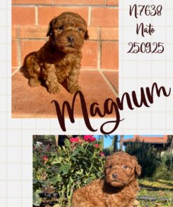 Magnum_ Barboncino nano piccolo fulvo