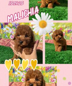 MALICHIA_ Barboncino TOY con pedigree enci