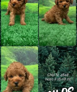 MILOS_ Barboncino nano piccolo fulvo