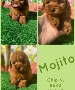 MOJITO_ Barboncino TOY con pedigree enci