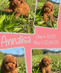 ANNALISA_ Barboncina nano piccola fulvo