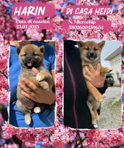 HARIN_  SHIBA INU femmina con Pedigree Enci