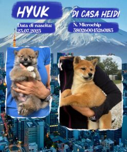 HYUK_  SHIBA INU maschio con Pedigree Enci