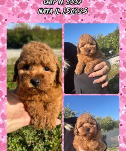 MARGARITA_ Barboncino TOY con pedigree enci