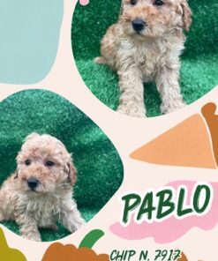 PABLO_ Barboncino nano piccolo crema