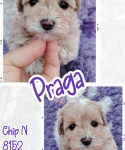 Maltipoo femmina _ PRAGA