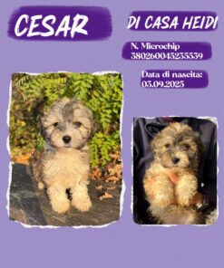 BICHON HAVANESE _ CESAR