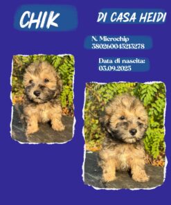 BICHON HAVANESE _ CHIK