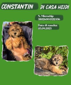 BICHON HAVANESE _ CONSTANTIN