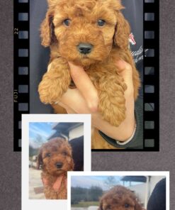 KAITO_ Barboncino toy con pedigree enci