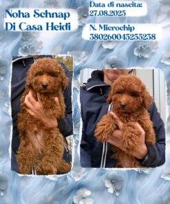 NOHA SCHNAP_ Barboncino nano piccolo con pedigree enci