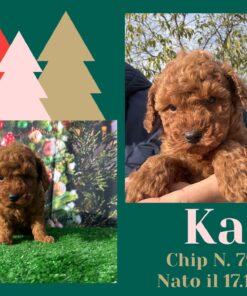 KAI_ Barboncino nano piccolo fulvo