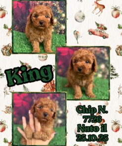 KING_ Barboncino nano piccolo fulvo