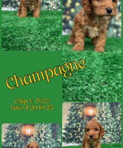 Champagne _ cockapoo fulvo
