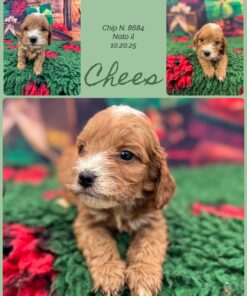 Chees _ cockapoo fulvo