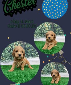 Chester _ cockapoo fulvo