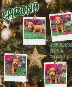 Chrono _ cockapoo fulvo