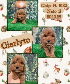 Ciarlyto _ cockapoo fulvo