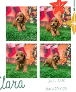 Clara _ cockapoo fulvo